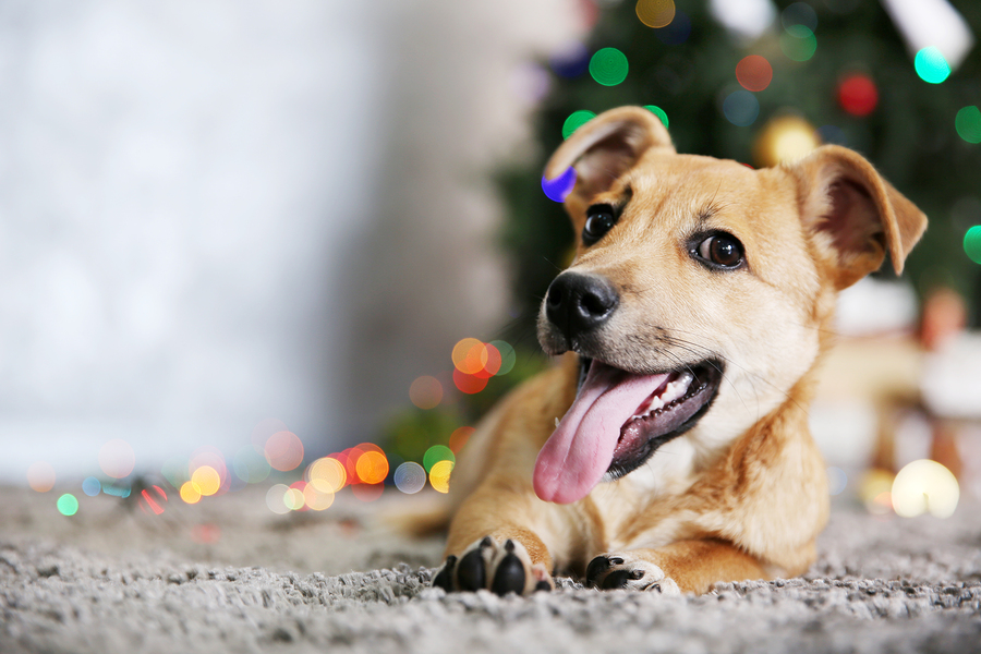 dog on carpet